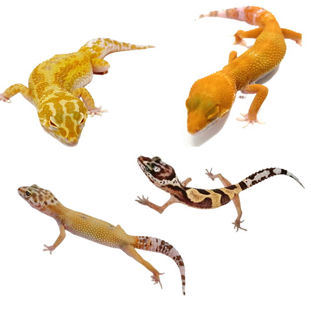Leopard Geckos for sale Big Apple Herp Reptiles For Sale