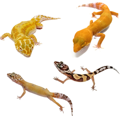 Unusual Leopard Geckos - Many Morphs Available
