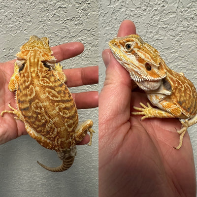 Female 9" Red Leatherback Dragon