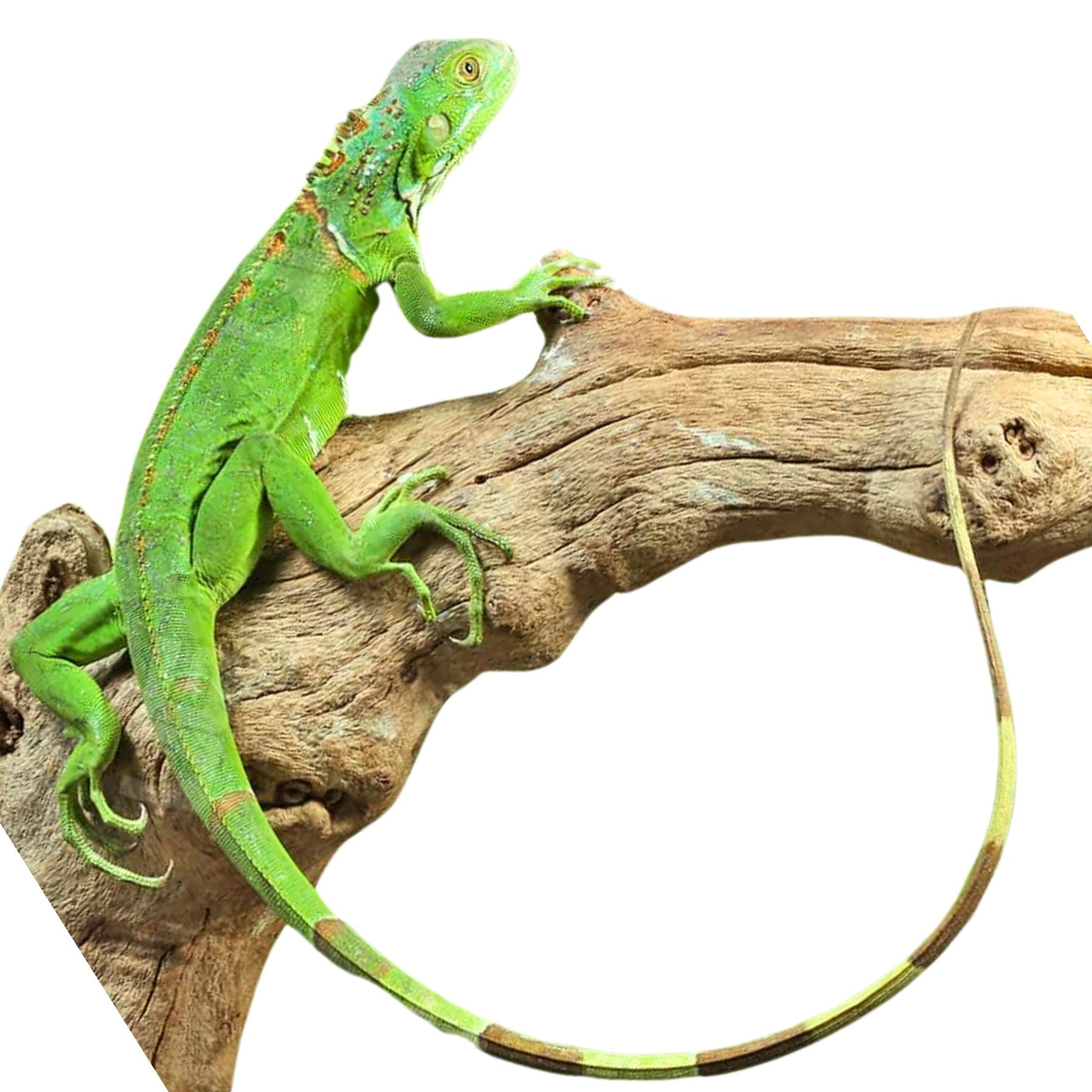 Pet Lizards Pet Store Iguana Iguana Reptile Dealers Near Me Green