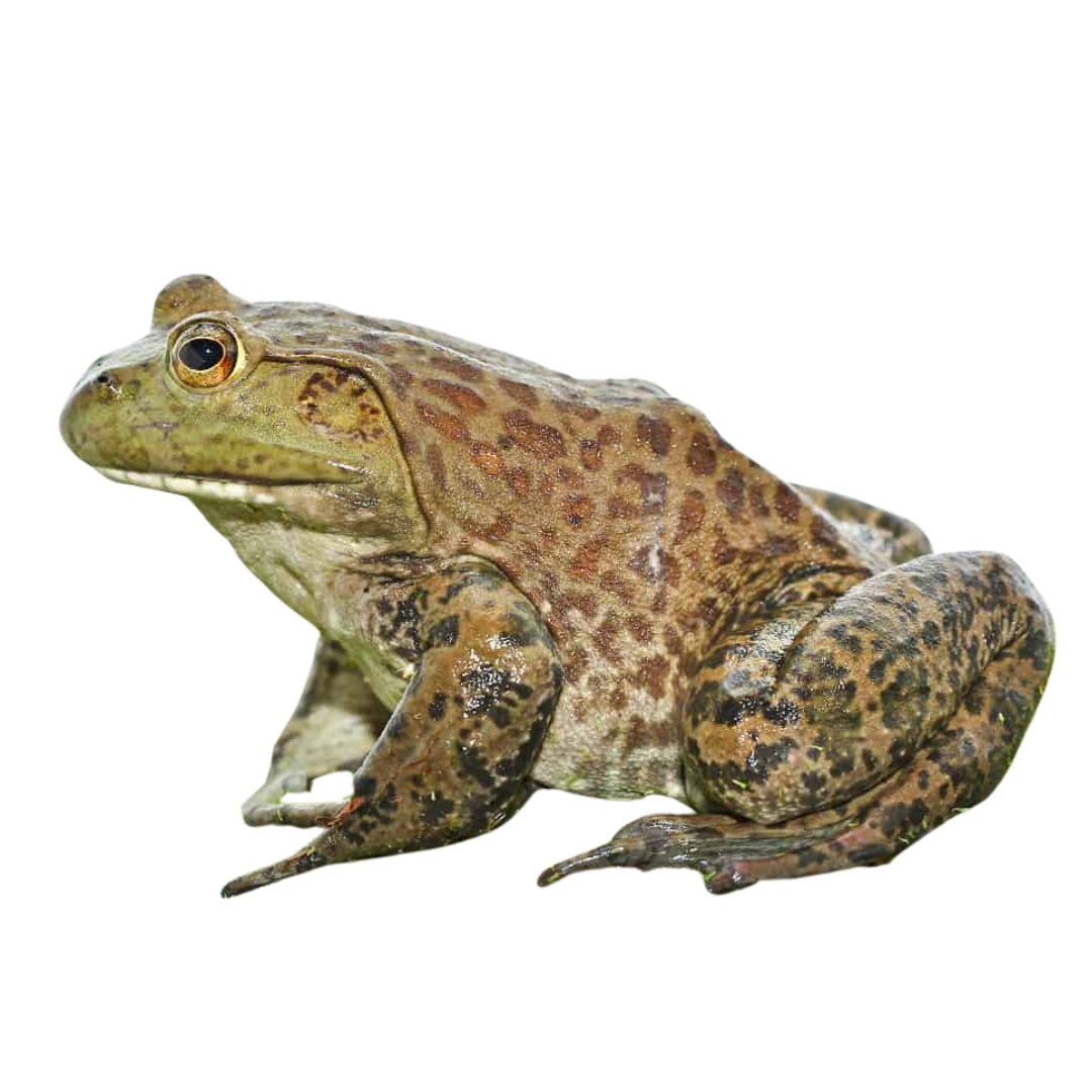 格安即決 For Bullfrog American Giant Sale Reptiles - Herp Apple Big – その他