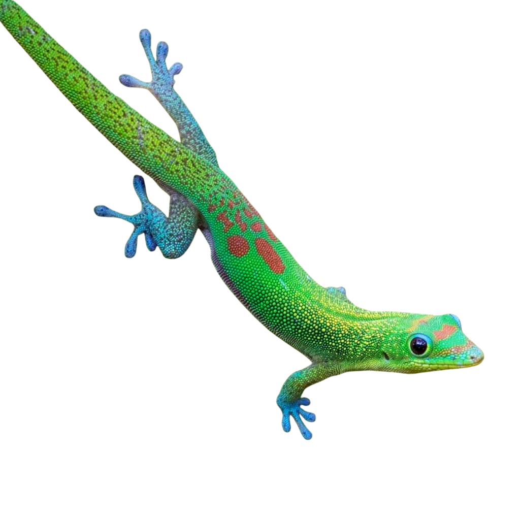 Gold Dust Day Geckos for Sale | Phelsuma laticauda | Big Apple Herp