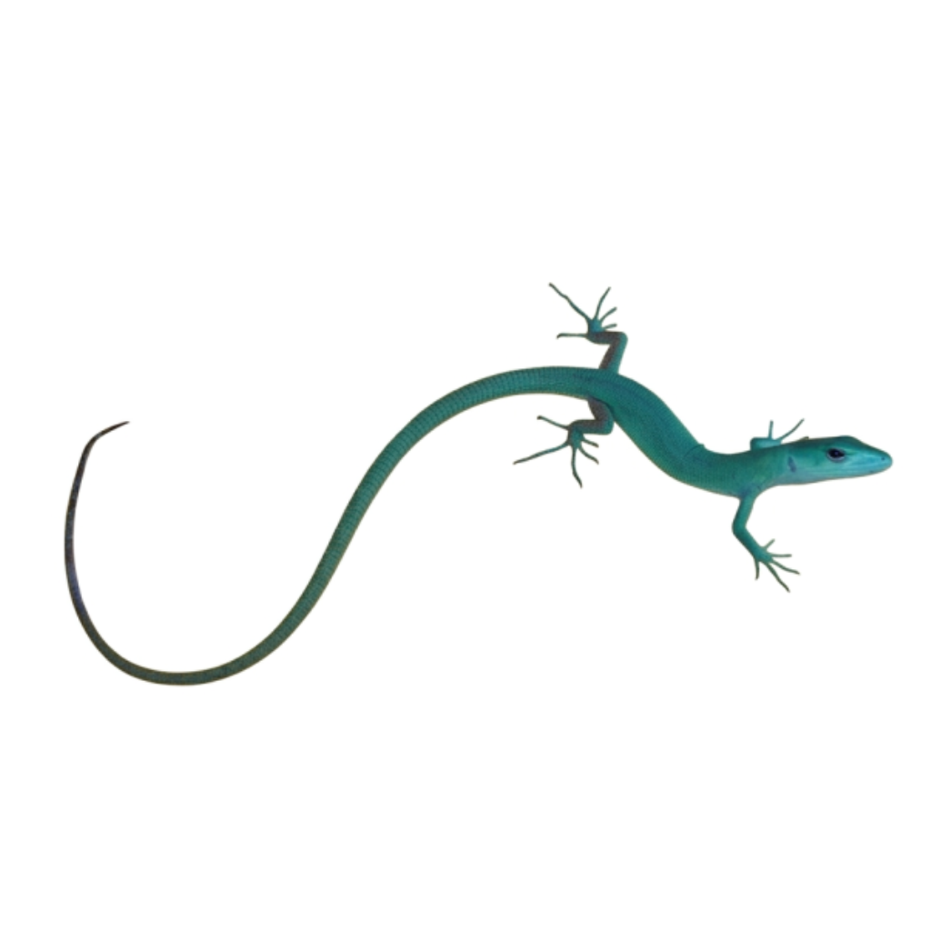 Green Keeled Lizards for Sale | Gastropholis prasina | Big Apple Herp