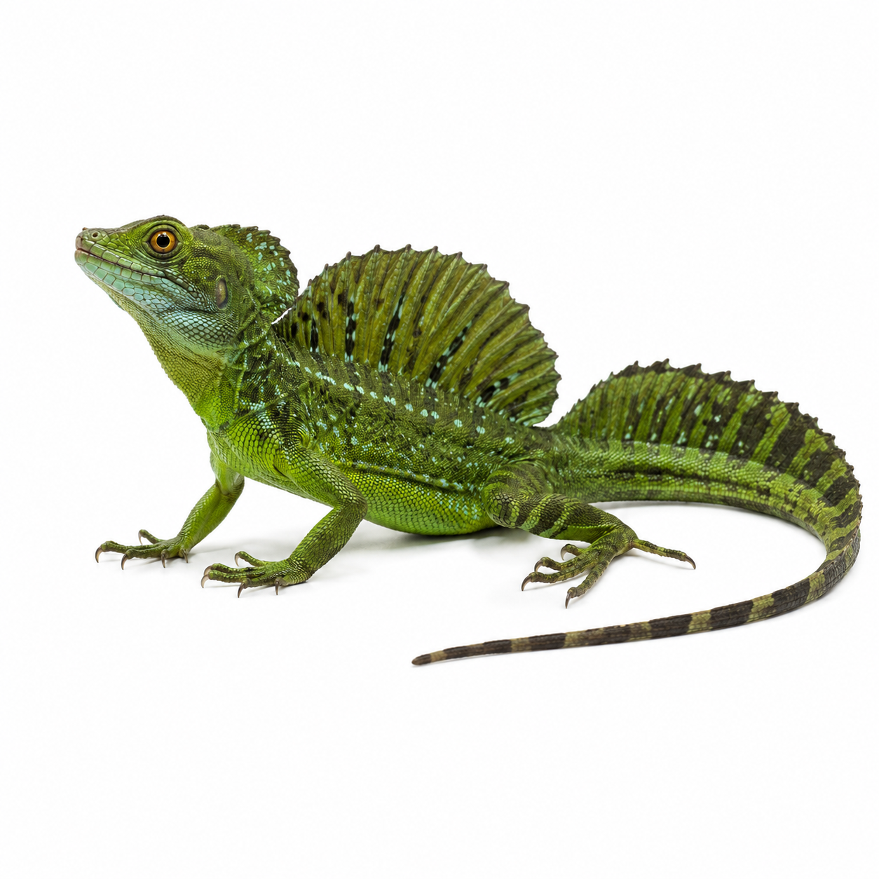 Green Sailfin Dragons for Sale | Hydrosaurus Species | Big Apple Herp