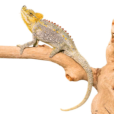 Helmeted Chameleons