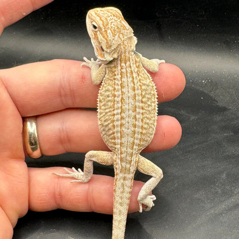 High End Het Zero Bearded Dragons