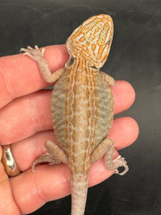 High End Het Zero Bearded Dragons