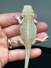 High End Het Zero Bearded Dragons