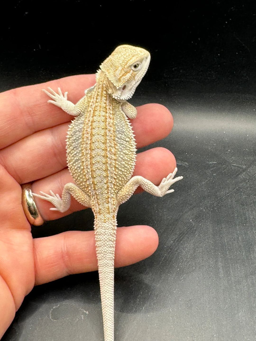 portulacaria afra bearded dragon Citrus Bearded Dragons For Sale