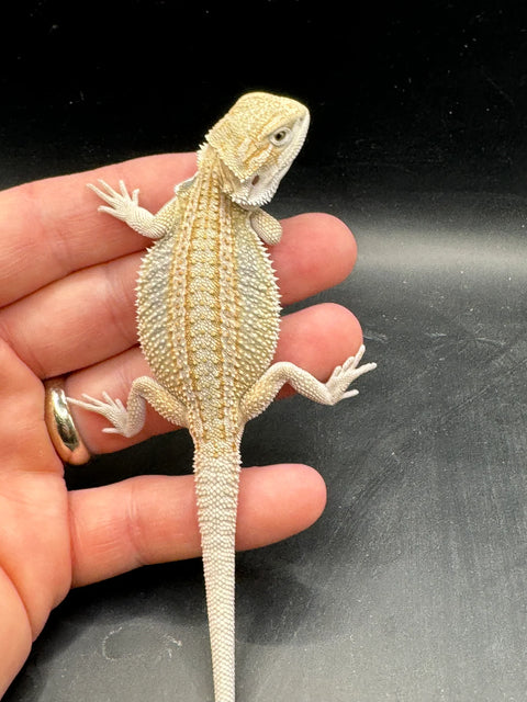 High End Het Zero Bearded Dragons