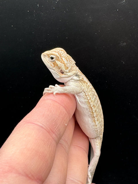 High End Het Zero Bearded Dragons