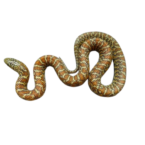 Hypo Brooksi Kingsnake for Sale | Florida Kingsnake Morph | Big