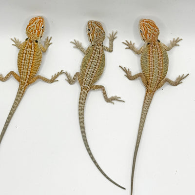 Hypo Genetic Stripe Bearded Dragons