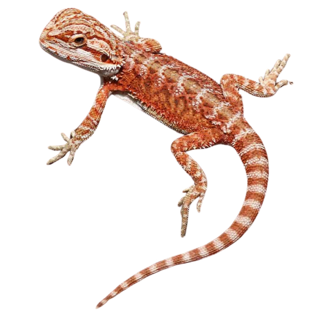 HypoInfernoBeardedDragonForSal