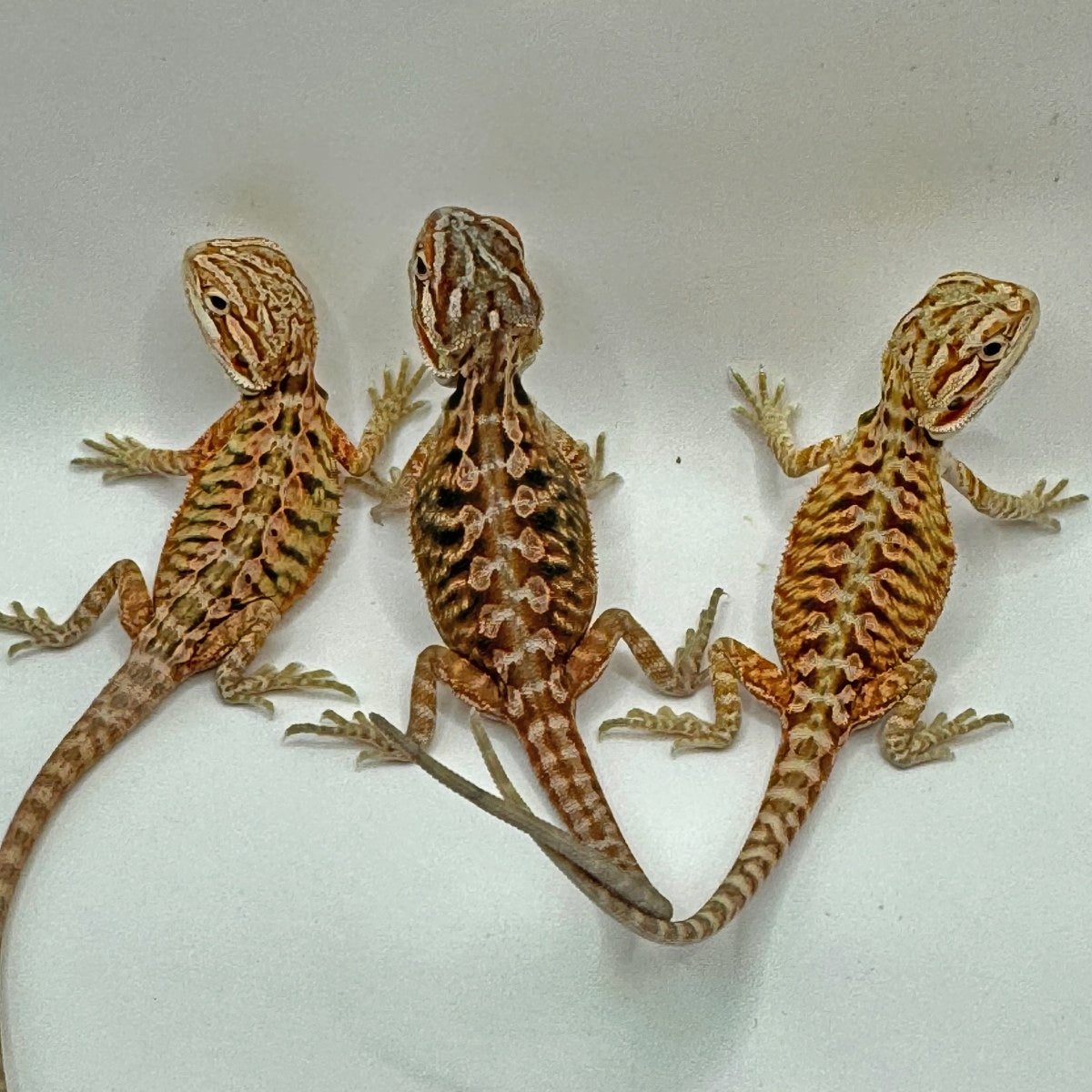 Hypo Leatherback Bearded Dragons