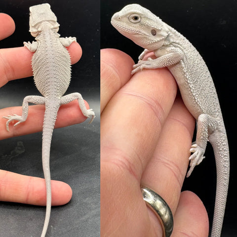 Hypo Zero Male Bearded Dragon