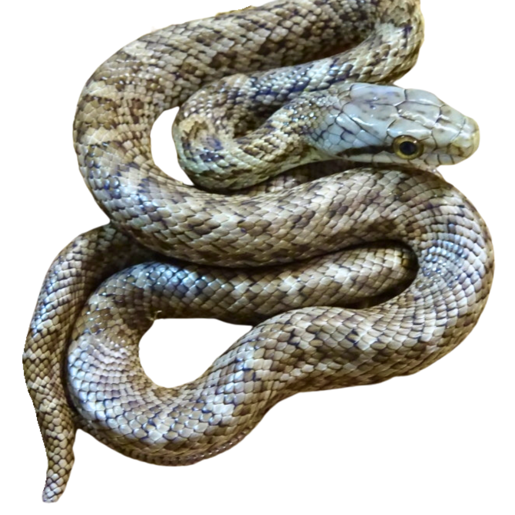 Japanese Rat Snakes for Sale | Elaphe climacophora | Big Apple Herp
