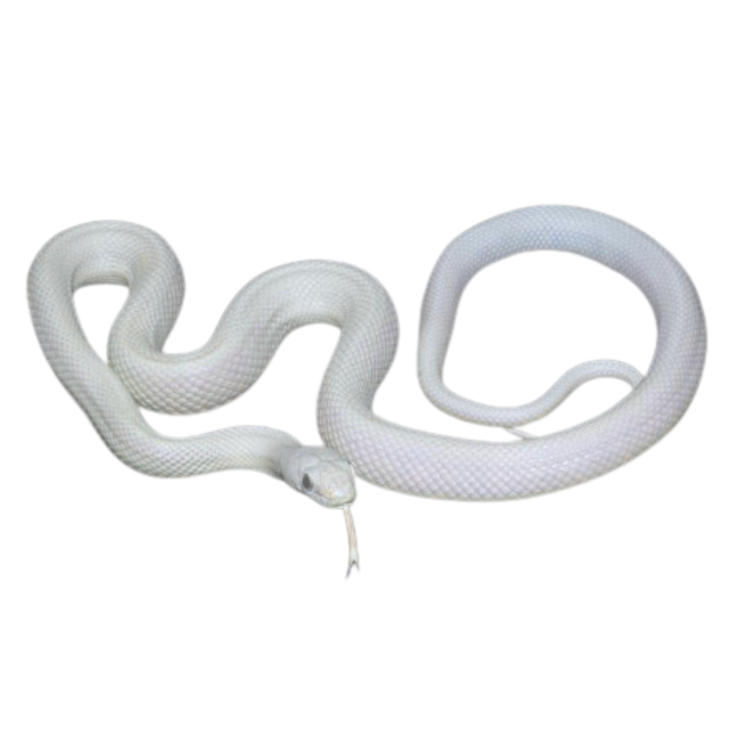 Leucistic Texas Rat Snakes for Sale | Various Morphs | Big Apple Herp