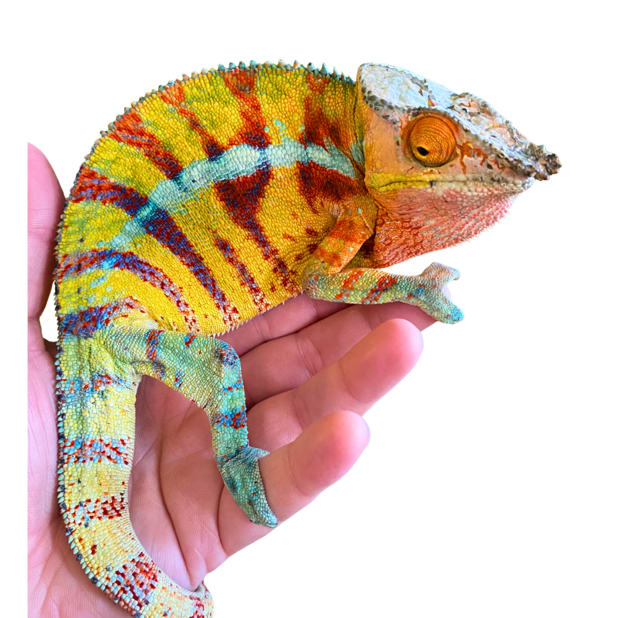 Panther Chameleons for Sale | Well Sourced Field Collected