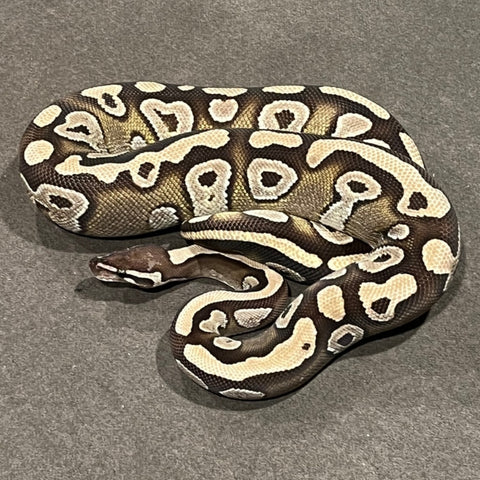 Special Mojave Ball Pythons