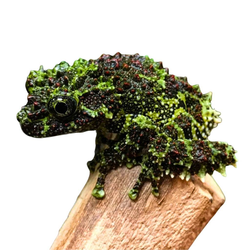Vietnamese Mossy Tree Frogs for Sale | Theloderma corticale | Big