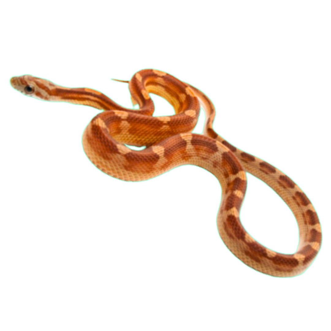 Motley Corn Snakes for Sale – Captive Bred & Clean Pattern Morph