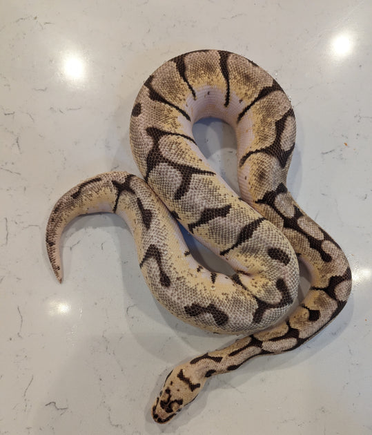 Ball Python Mixed Multi-Gene Ball Pythons for Sale – Crazy Offer on Mixed Morphs | Big ...