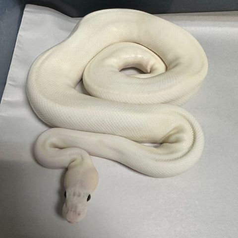 Pastel Ivory Stripe Ball Python Sub-Adult Male