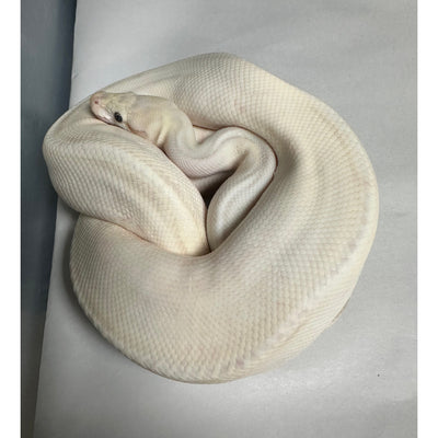 Ball Pythons For Sale With Overnight Delivery – Tagged Ball