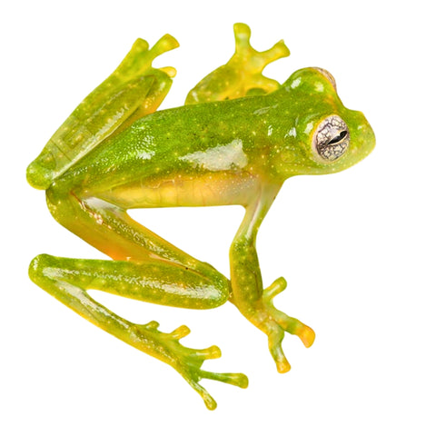 Powdered Glass Tree Frogs