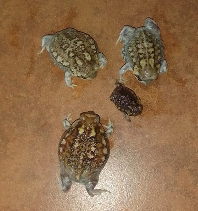 South African Rain Frogs