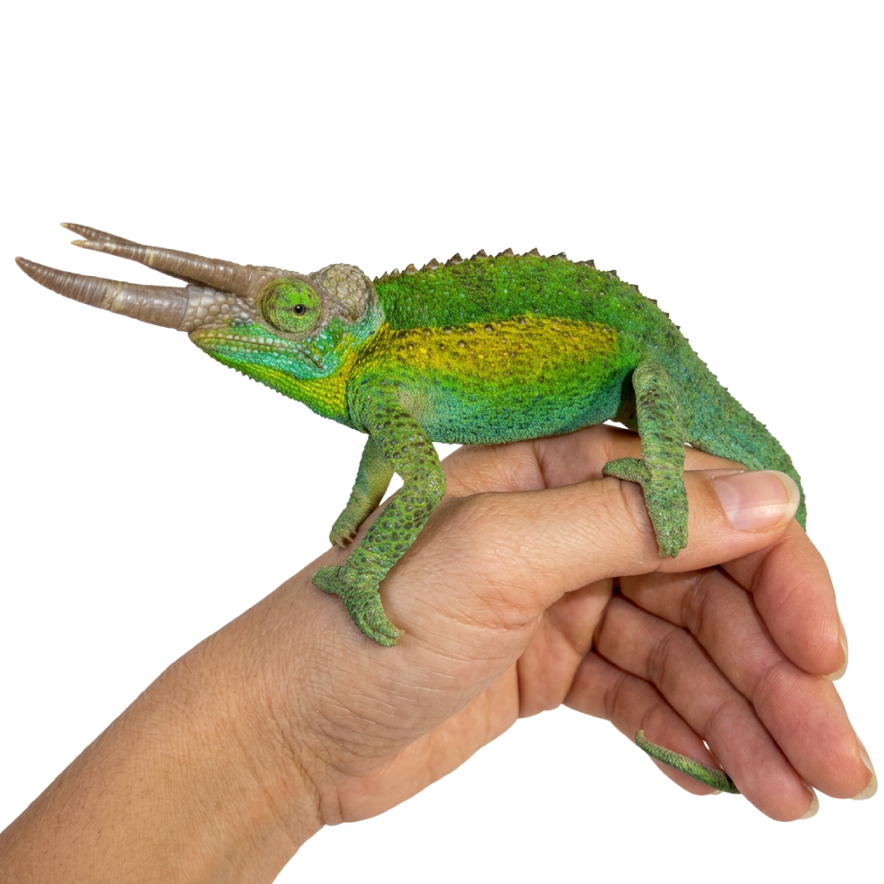 Rainbow Jackson Chameleons for Sale | Horned Chameleon Variety