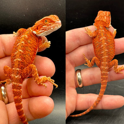 Red Hypo Fire Female Bearded Dragon