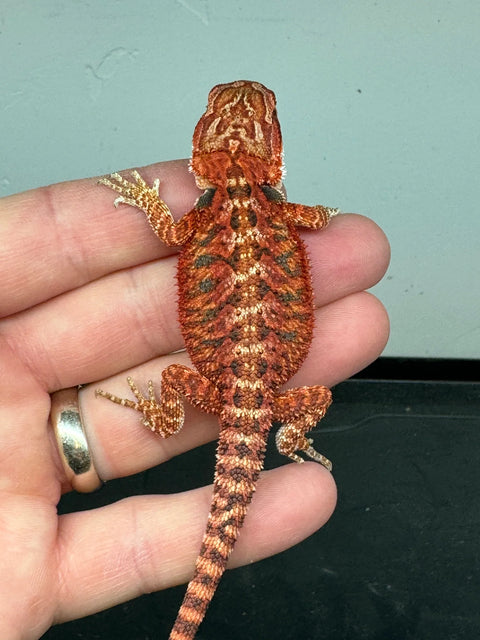 High End Red Fire Bearded Dragons