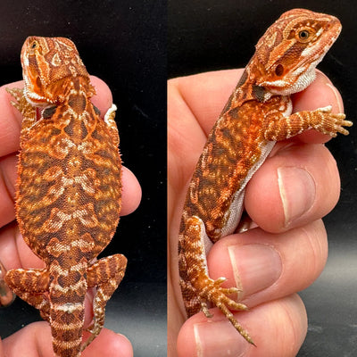 Red Fire Female Bearded Dragon