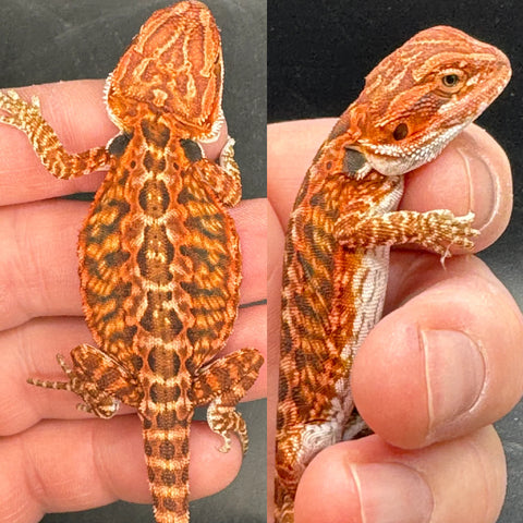 High End Red Fire Bearded Dragons