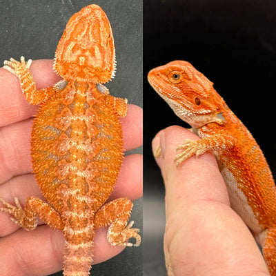 Red Hypo Fire Female Bearded Dragon
