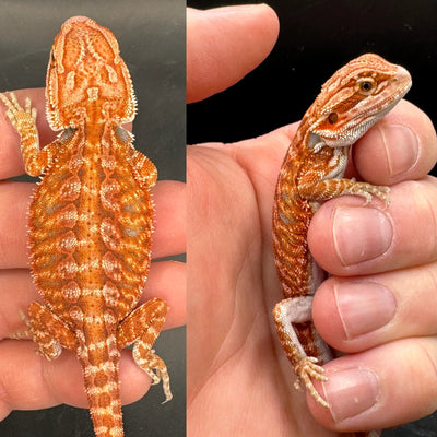 Red Hypo Leatherback Fire Male Bearded Dragon