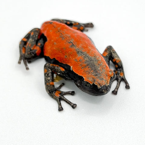 Red & Black Walking Frogs