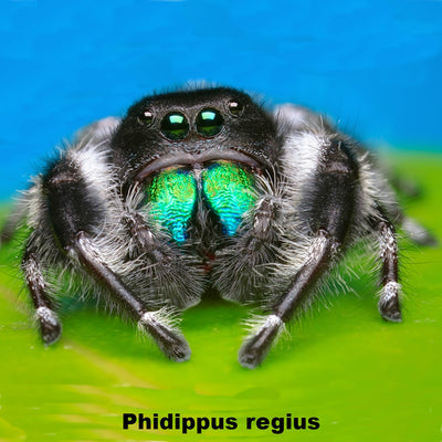 Red Backed & Regal Jumping Spiders