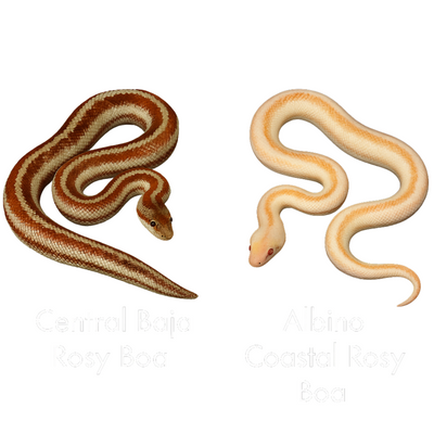 Albino & Normal Coastal Rosy Boas