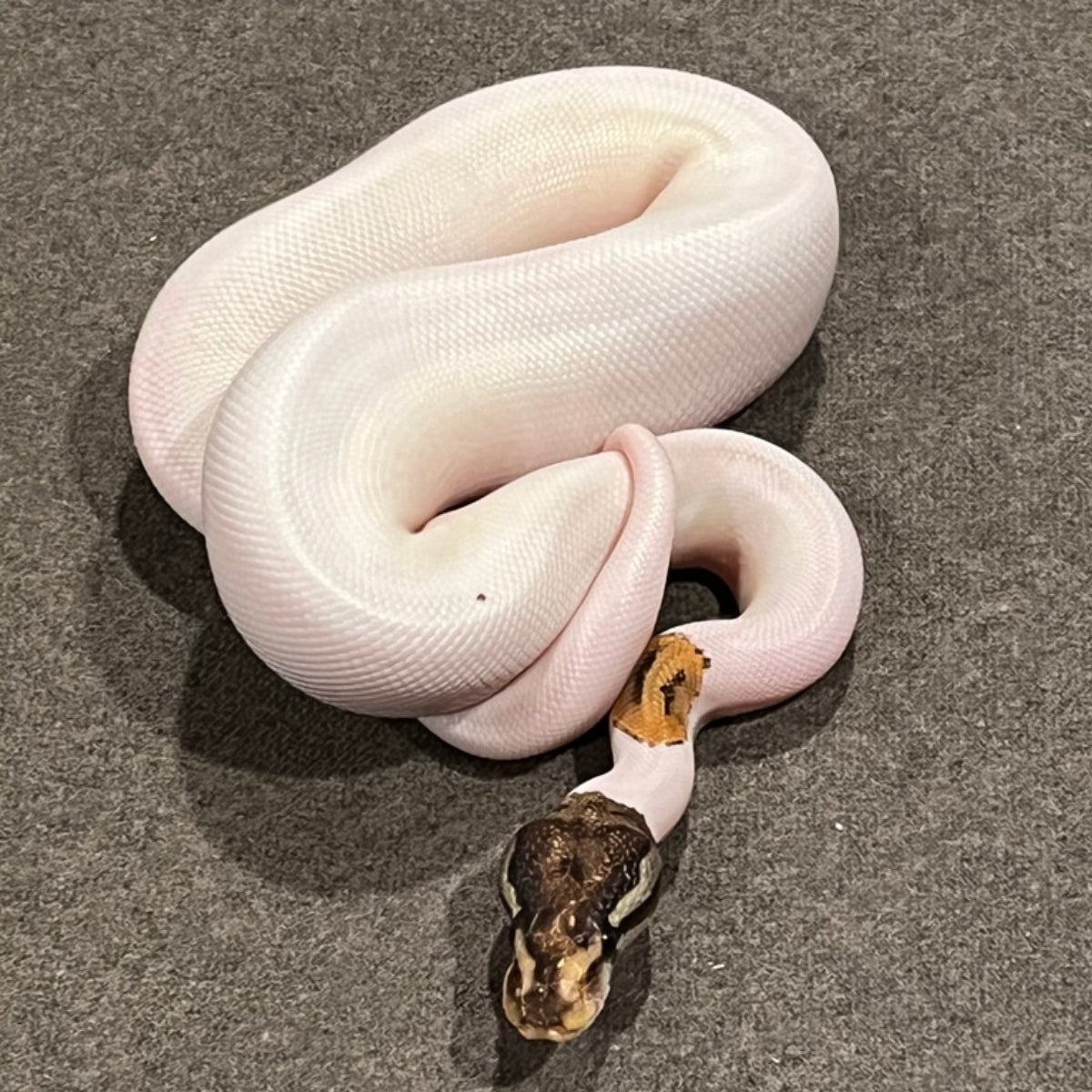 Baby Albino Ball Pythons
