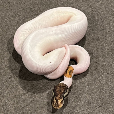 Russo Pied Het Albino Ball Python