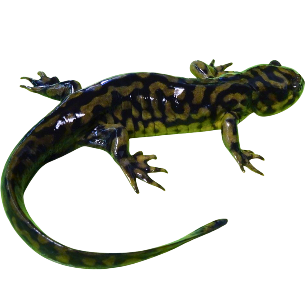 Salamanders for Sale | Buy Live Salamanders Online | Big Apple Herp