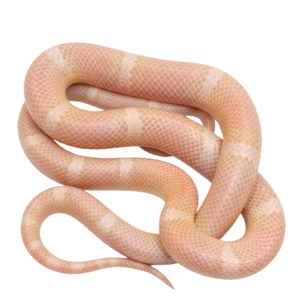 Snow Honduran Milk Snake for Sale | Buy Milk Snakes Online | Big