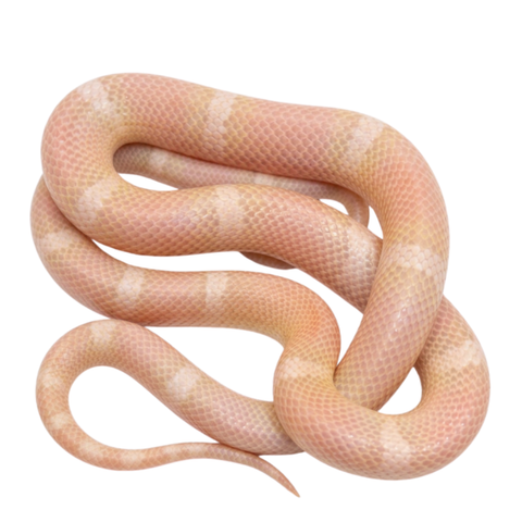 Snow Honduran Milk Snake for Sale | Buy Milk Snakes Online | Big