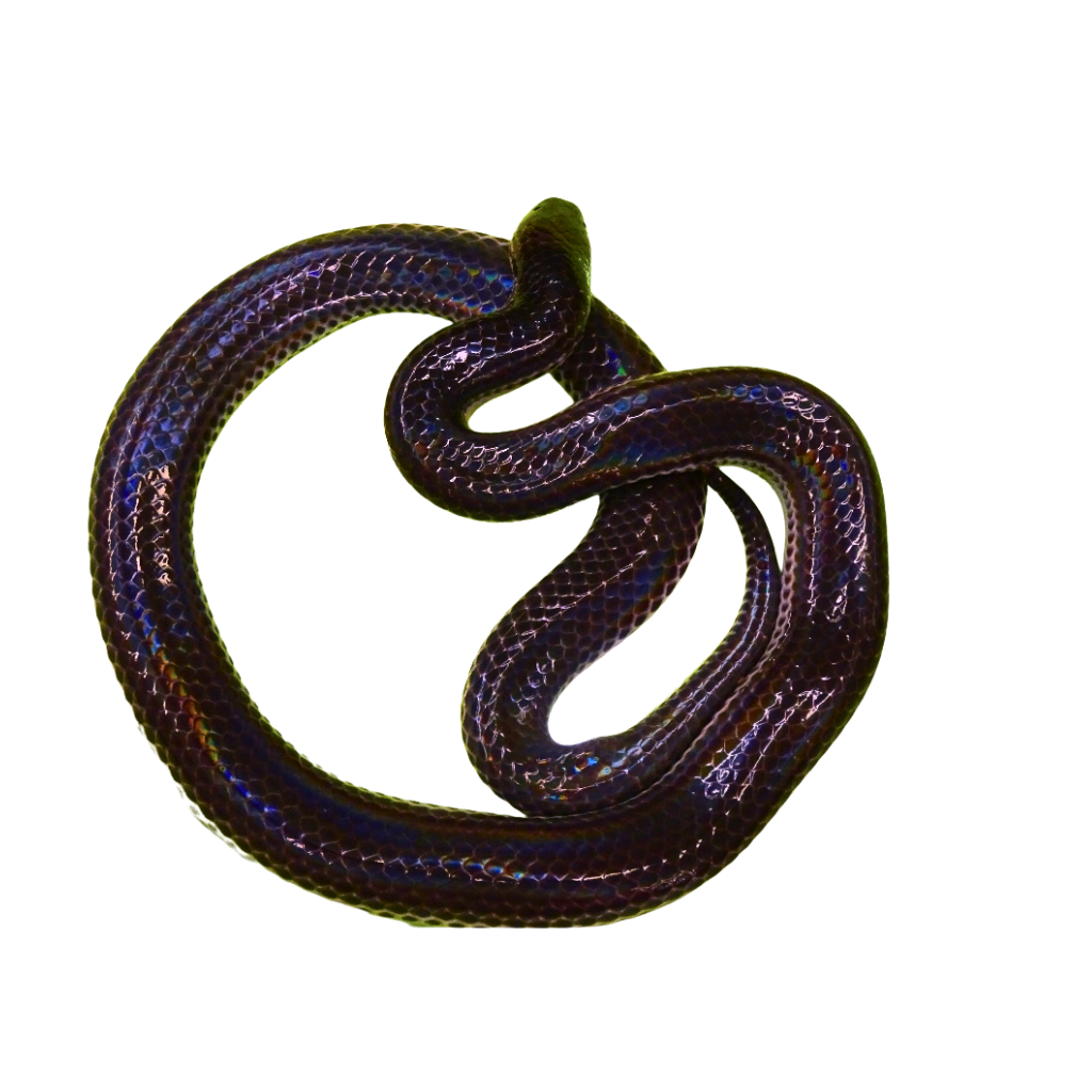 Sunbeam Snakes for Sale | Xenopeltis unicolor | Big Apple Herp