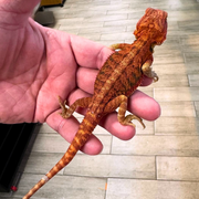 Super Red Fire Translucent Bearded Dragons