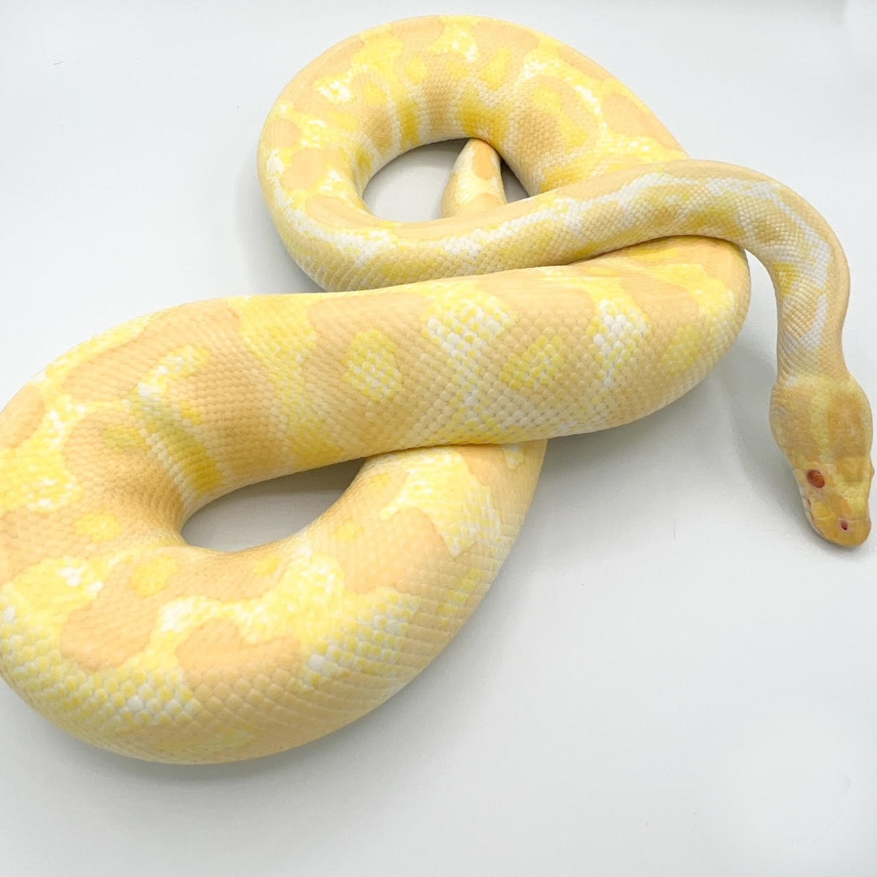 Baby Albino Ball Pythons