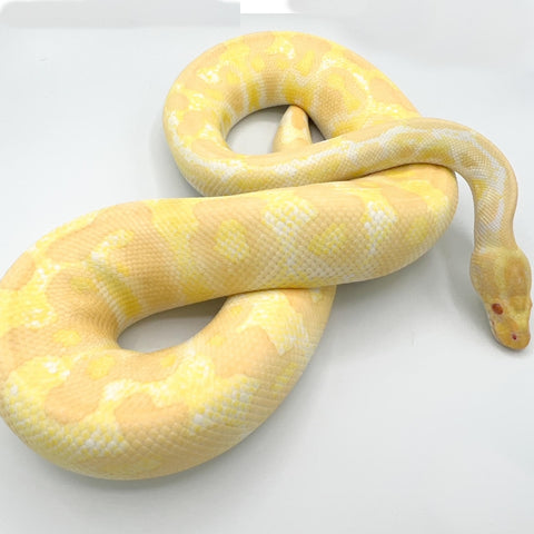 Ball Python Mixed Multi-Gene Ball Pythons for Sale – Crazy Offer on Mixed Morphs | Big ...
